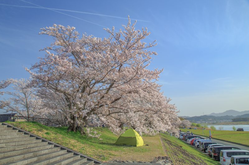 宮川堤の桜並木の写真「堤防沿いの桜並木」