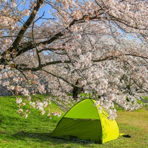 テントでお花見