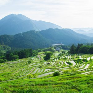 フリー写真素材「新緑の千枚田」