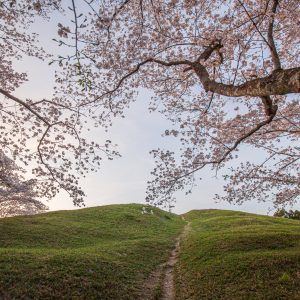 古墳でお花見