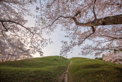明合古墳の写真「古墳でお花見」
