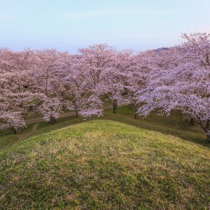 桜並木と古墳