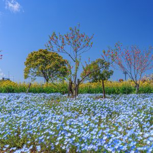 ネモフィラで感じる春