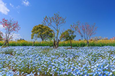 三重県営サンアリーナ 花の広場の写真「ネモフィラで感じる春」