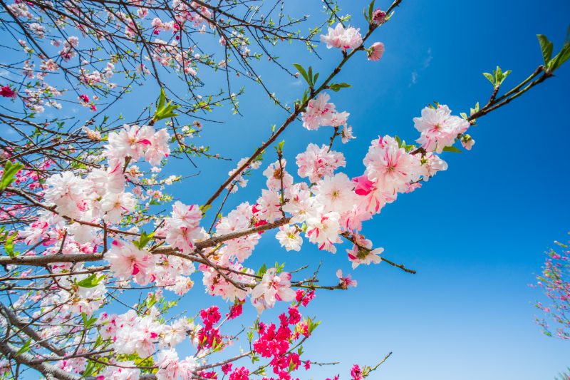 三重県営サンアリーナ 花の広場の写真「花桃と青空」