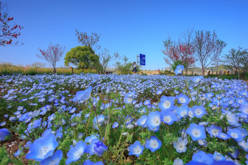 三重県営サンアリーナ 花の広場の写真「ネモフィラブルー」
