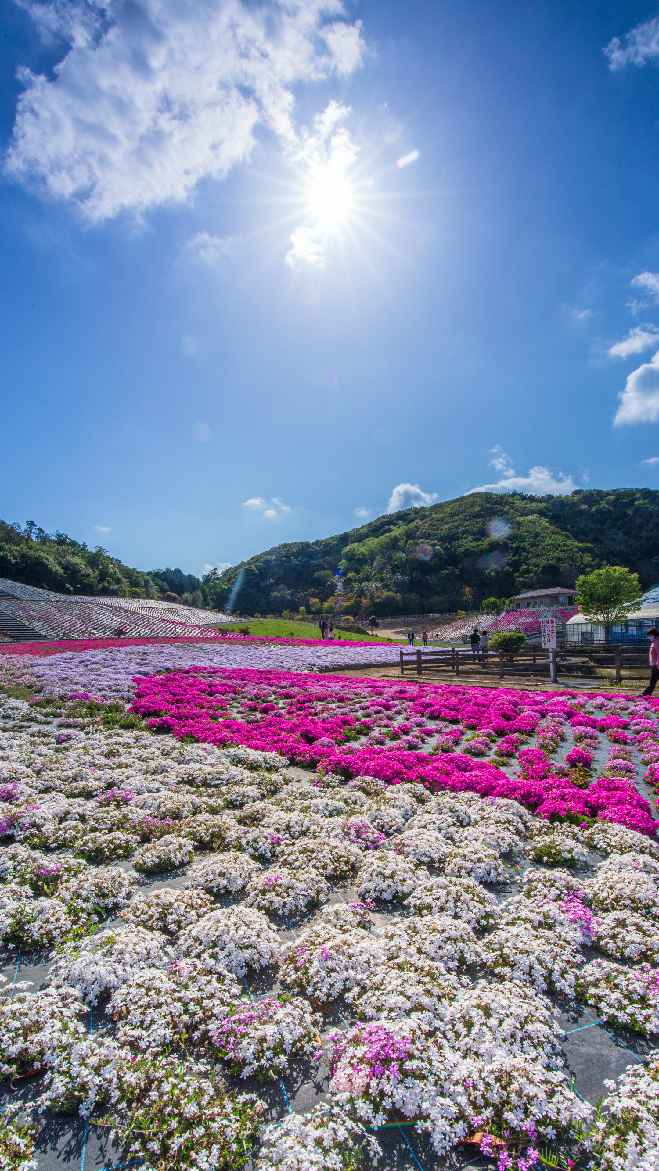 無料スマホ壁紙 紅白の春模様。AndroidとiPhoneに対応した4K高画質の無料待ち受け画像。三重県志摩市の志摩市観光農園で撮影したフリー写真素材