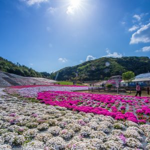 紅白の春模様