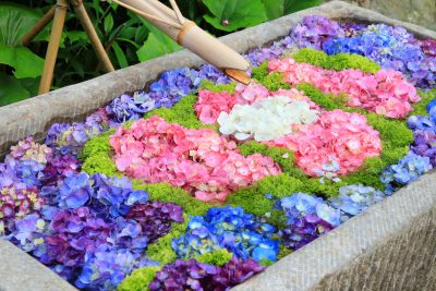 かざはやの里の写真「紫陽花の花手水」
