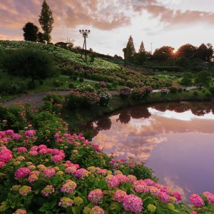 夕焼けの紫陽花