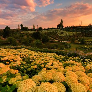 夕焼けに染まる紫陽花