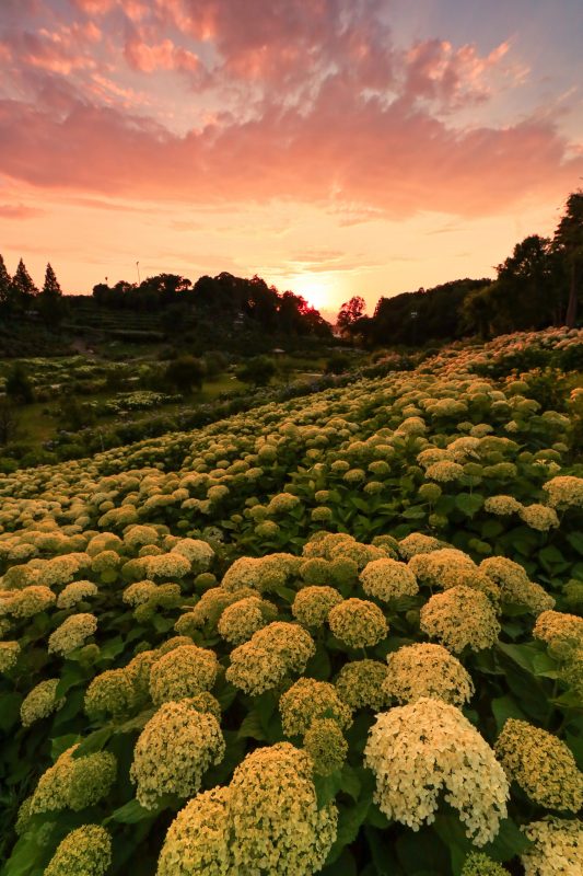 かざはやの里の写真「夕焼けの丘の紫陽花」