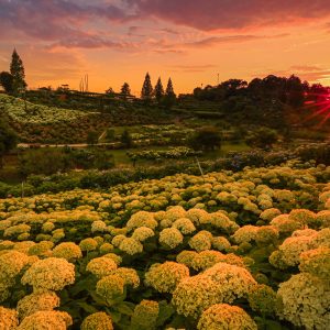 夕日に照らされる紫陽花