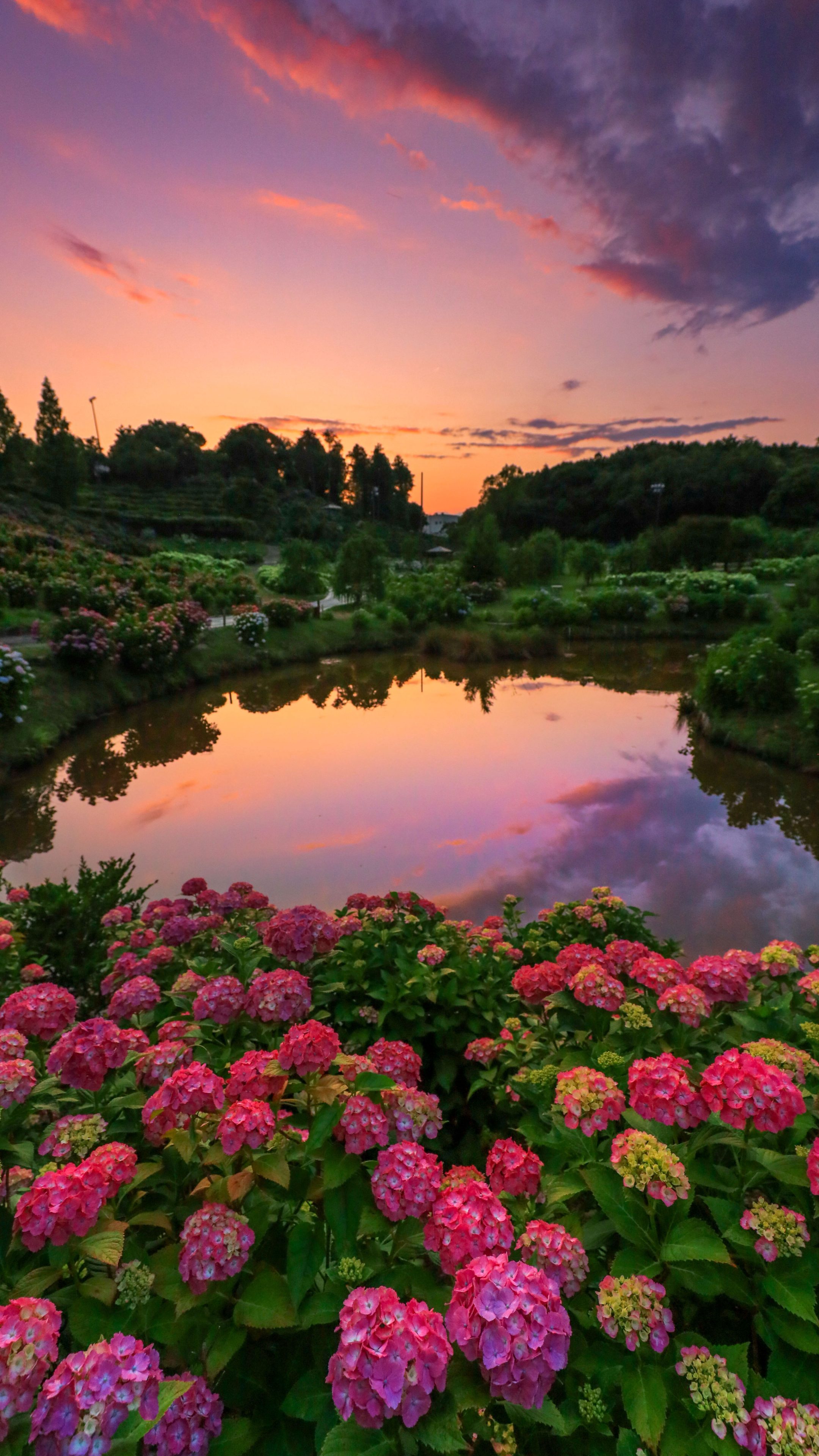 無料スマホ壁紙 紫陽花ファンタジー。AndroidとiPhoneに対応した4K高画質の無料待ち受け画像。三重県津市のかざはやの里で撮影したフリー写真素材