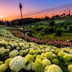 マジックアワー紫陽花