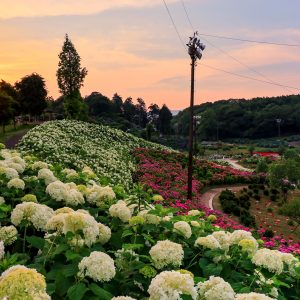 夕日と恋のウェーブ