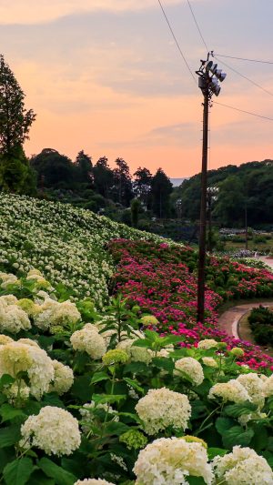 夕日と恋のウェーブ