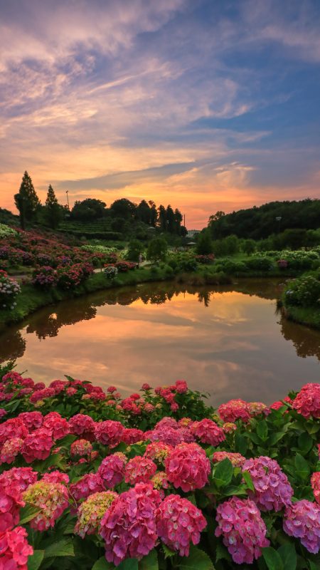 かざはやの里の写真「紫陽花ランド」