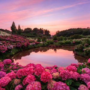 夕焼けに染まる紫陽花とハートの池