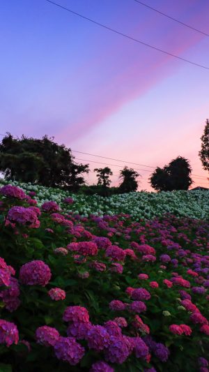 恋のウェーブと夕焼け