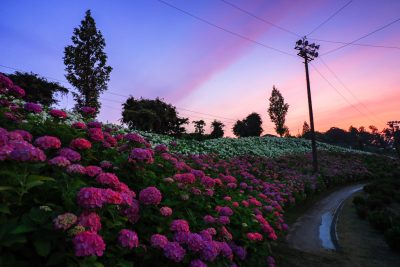 かざはやの里の写真「恋のウェーブと夕焼け」