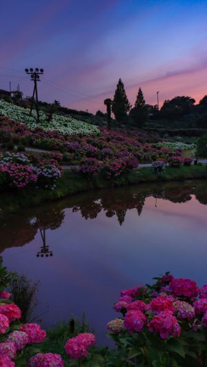紫陽花ナイト
