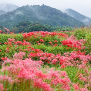 フリー写真素材「霧が立ち込む棚田と彼岸花」