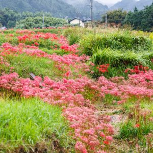 フリー写真素材「棚田のあぜ道に密集する彼岸花」