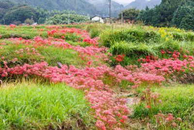 フリー写真素材「棚田のあぜ道に密集する彼岸花」