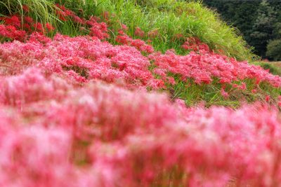 フリー写真素材「まるで彼岸花のレッドカーペット」