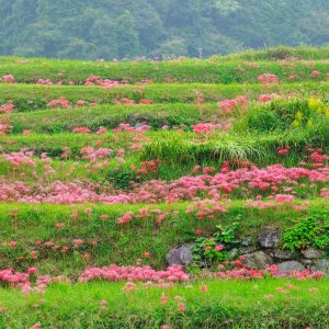 フリー写真素材「棚田に群生する彼岸花」