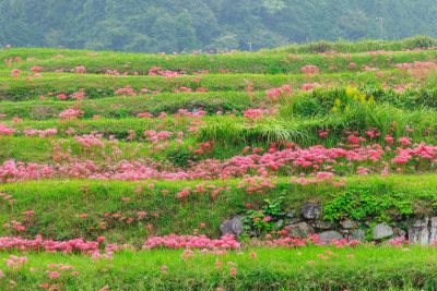 フリー写真素材「棚田に群生する彼岸花」