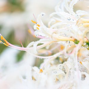 無料スマホ壁紙「露が滴る可憐な白い彼岸花」