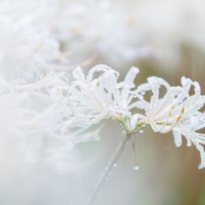 フリー写真素材「雨と露の白い彼岸花」