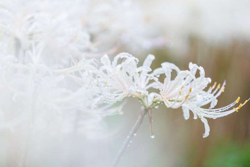 フリー写真素材「雨と露の白い彼岸花」