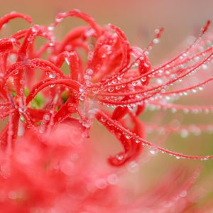 露がいっぱいの彼岸花