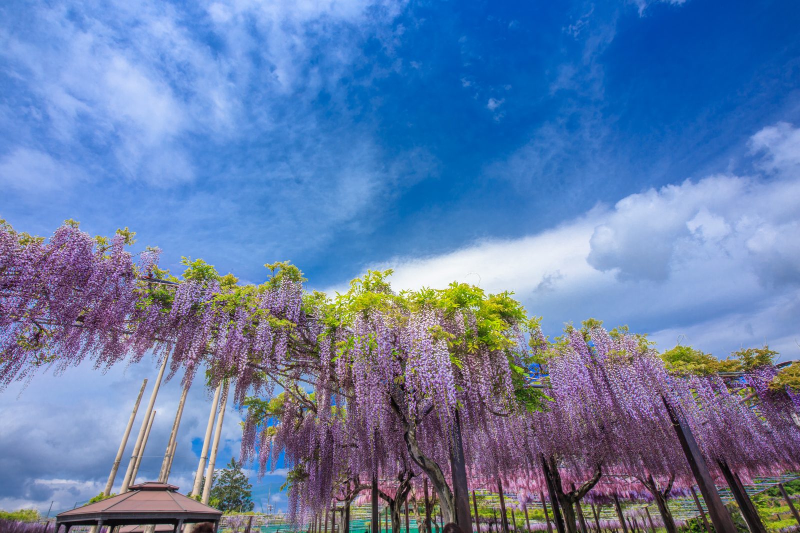 かざはやの里の写真「夏空と藤」