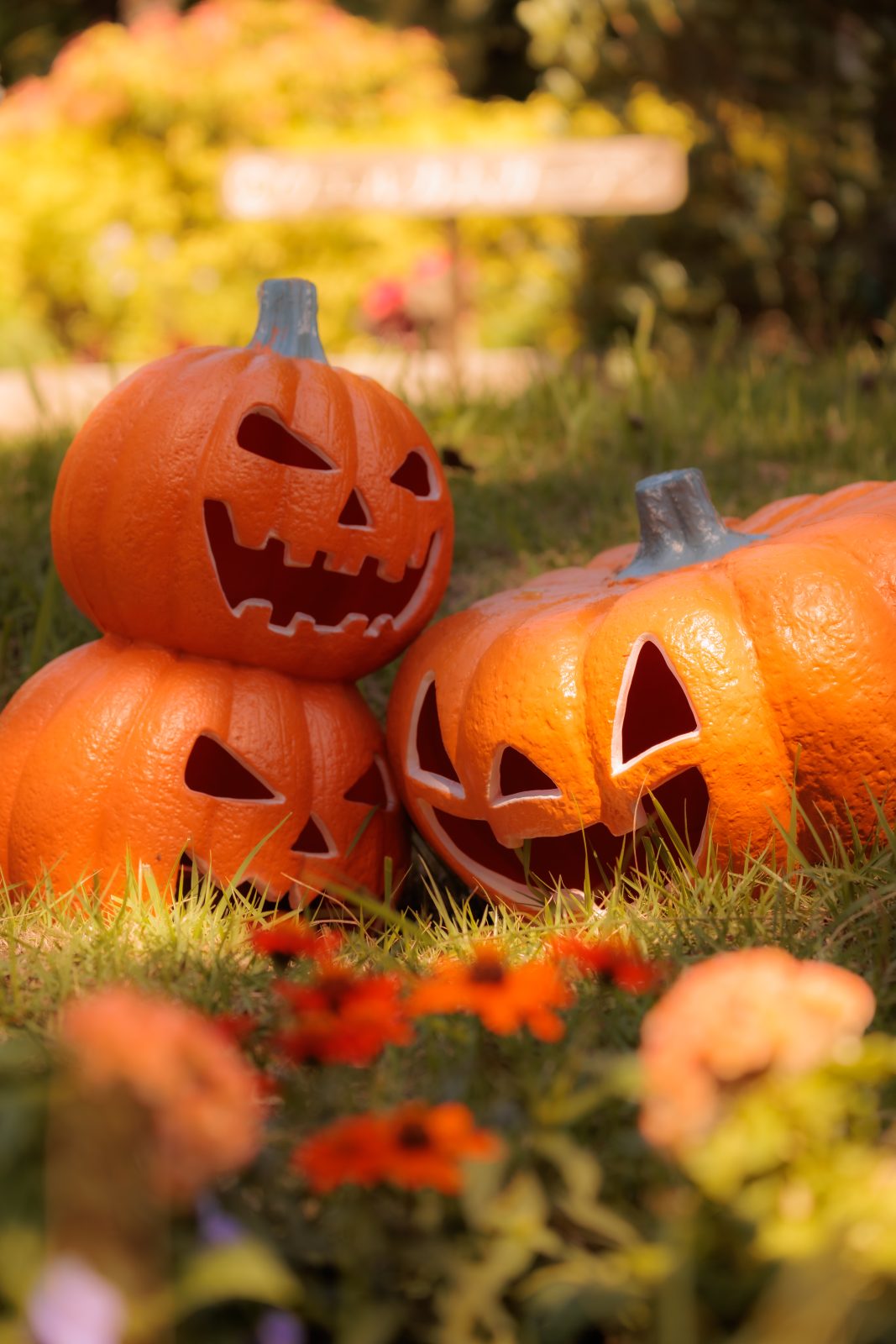 無料スマホ壁紙 寄り添うカボチャのおばけ。AndroidとiPhoneに対応した4K高画質の無料待ち受け画像。三重県津市のレッドヒルヒーサーの森で撮影したフリー写真素材