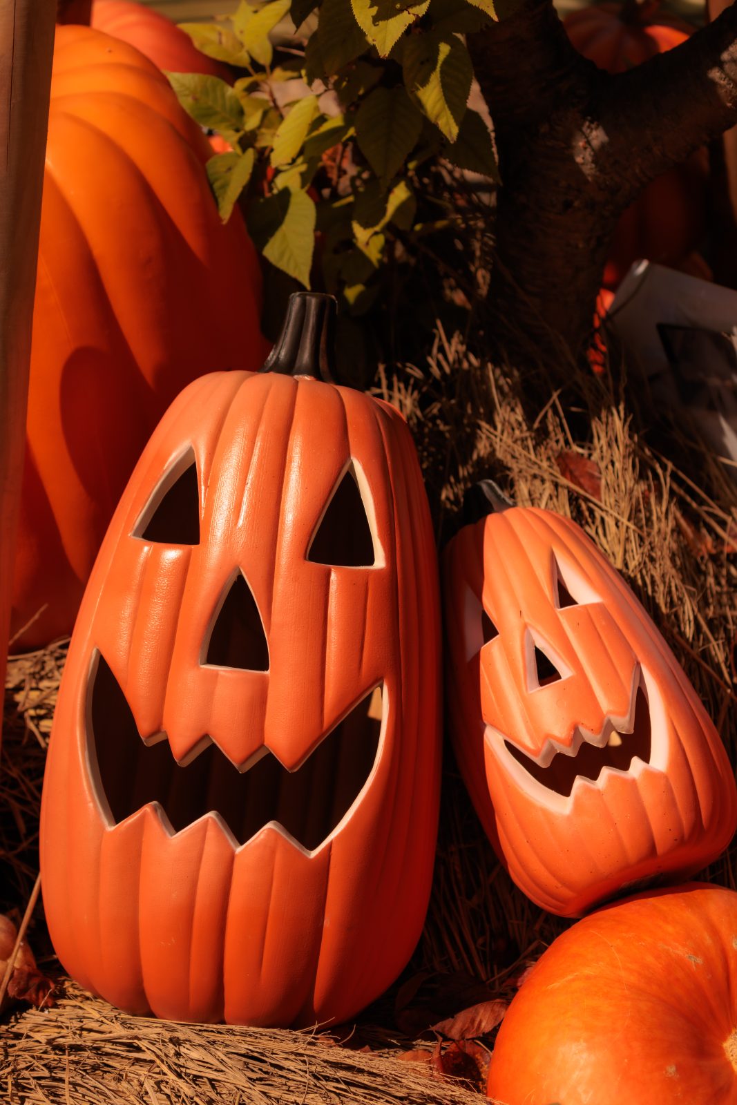 無料スマホ壁紙 まるで親子なカボチャのおばけ。AndroidとiPhoneに対応した4K高画質の無料待ち受け画像。三重県津市のレッドヒルヒーサーの森で撮影したフリー写真素材