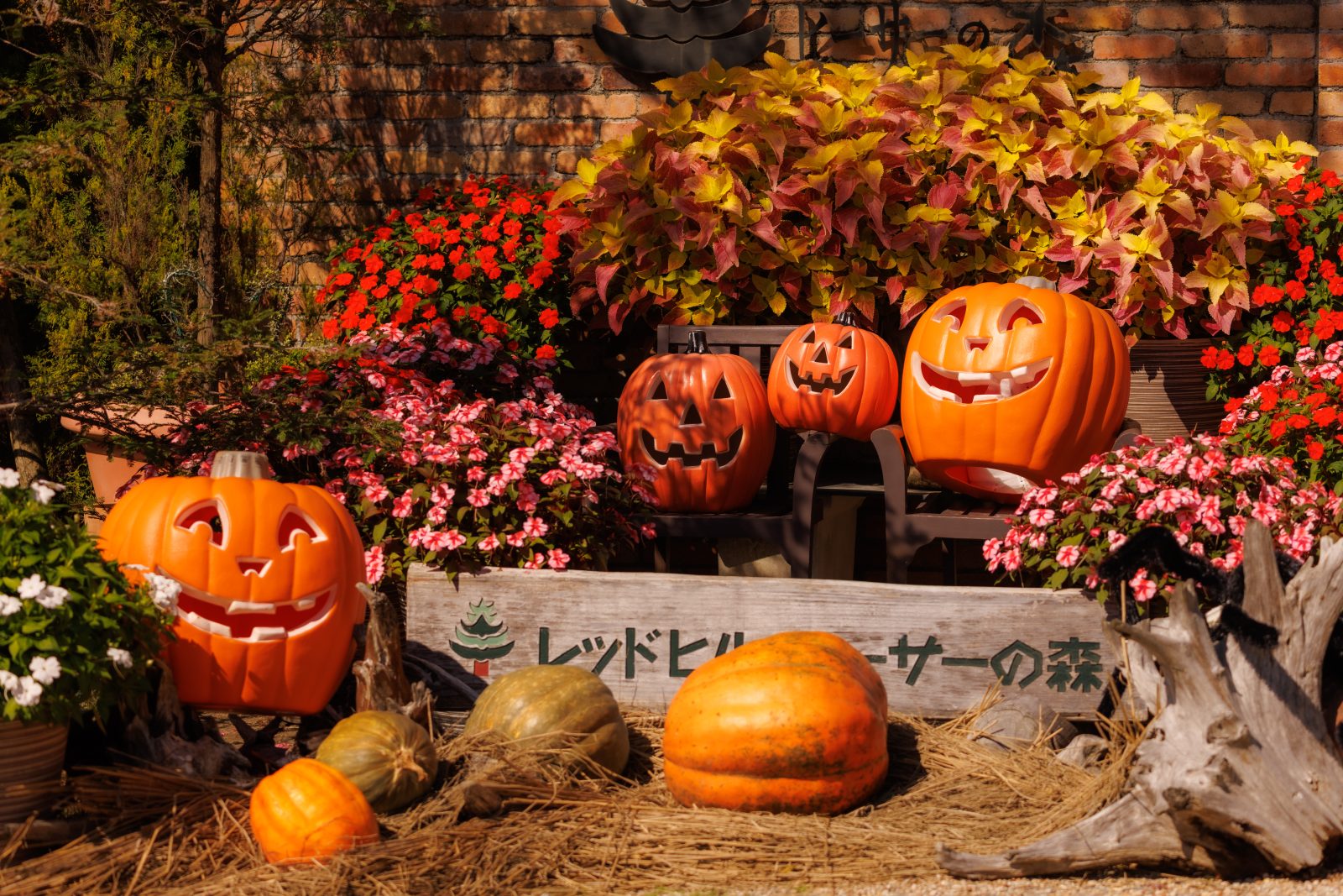 無料壁紙 入口がカボチャのおばけでいっぱい。PCとデスクトップ壁紙に最適な4K高画質の無料壁紙。三重県津市のレッドヒルヒーサーの森で撮影したフリー写真素材