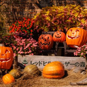 フリー写真素材「入口がカボチャのおばけでいっぱい」