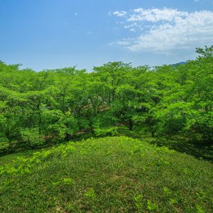 緑の桜に包まれて