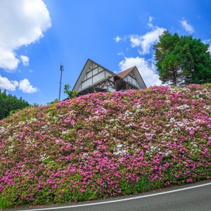 ツツジに包まれて