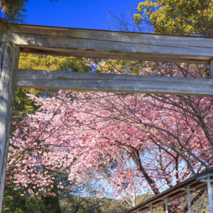 無料壁紙 鳥居から河津桜を見上げる。PCとデスクトップ壁紙に最適な4K高画質の無料壁紙。三重県尾鷲市の尾鷲神社で撮影したフリー写真素材