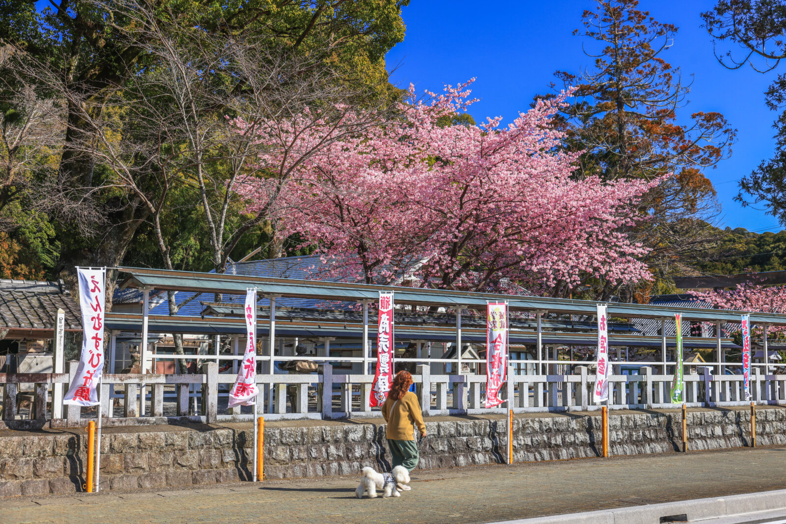 無料壁紙 河津桜を見ながらワンコと散歩。PCとデスクトップ壁紙に最適な4K高画質の無料壁紙。三重県尾鷲市の尾鷲神社で撮影したフリー写真素材