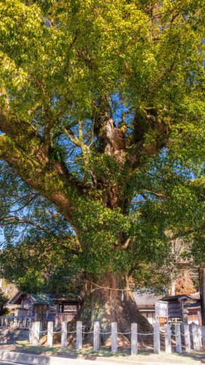 無料スマホ壁紙 開運の楠木。AndroidとiPhoneに対応した4K高画質の無料待ち受け画像。三重県尾鷲市の尾鷲神社で撮影したフリー写真素材