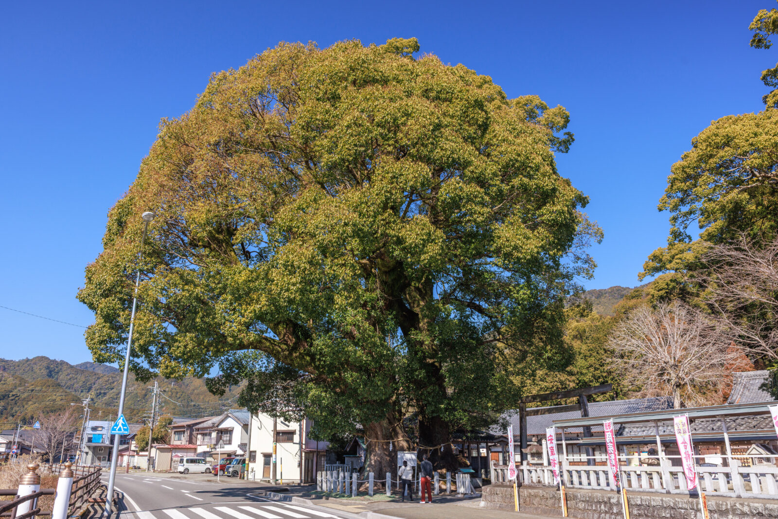 無料壁紙 大きな楠木を眺める夫婦。PCとデスクトップ壁紙に最適な4K高画質の無料壁紙。三重県尾鷲市の尾鷲神社で撮影したフリー写真素材