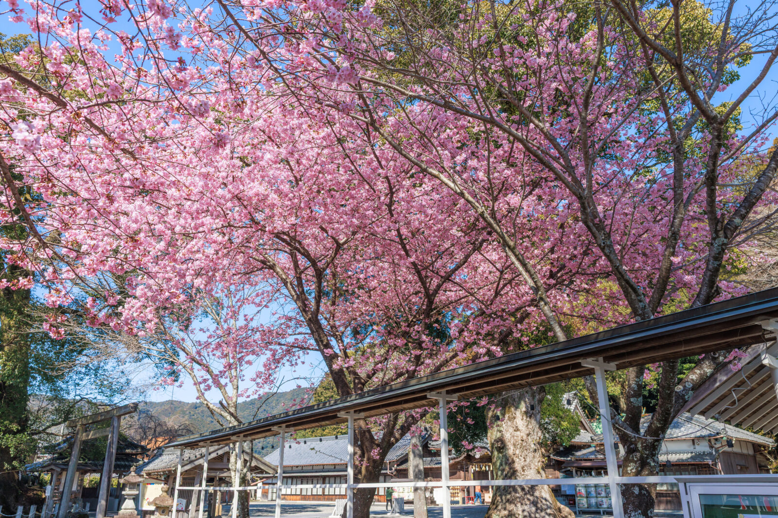 無料壁紙 参道から河津桜を見上げる。PCとデスクトップ壁紙に最適な4K高画質の無料壁紙。三重県尾鷲市の尾鷲神社で撮影したフリー写真素材