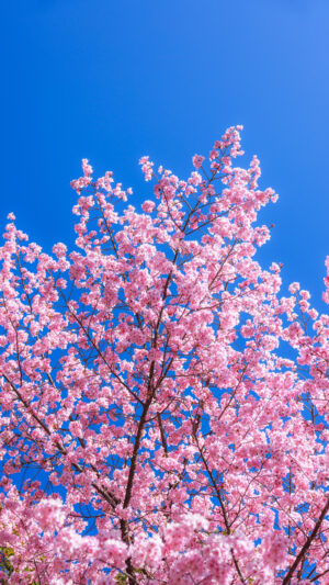 無料スマホ壁紙 真っ青な空とピンクの河津桜。AndroidとiPhoneに対応した4K高画質の無料待ち受け画像。三重県尾鷲市の尾鷲神社で撮影したフリー写真素材