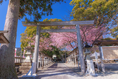 無料壁紙 青空が広がる河津桜の参道。PCとデスクトップ壁紙に最適な4K高画質の無料壁紙。三重県尾鷲市の尾鷲神社で撮影したフリー写真素材